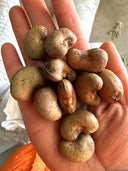 Cashew Tree Seeds, Pack of 5