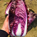 Jingyan Red Napa Cabbage Seeds