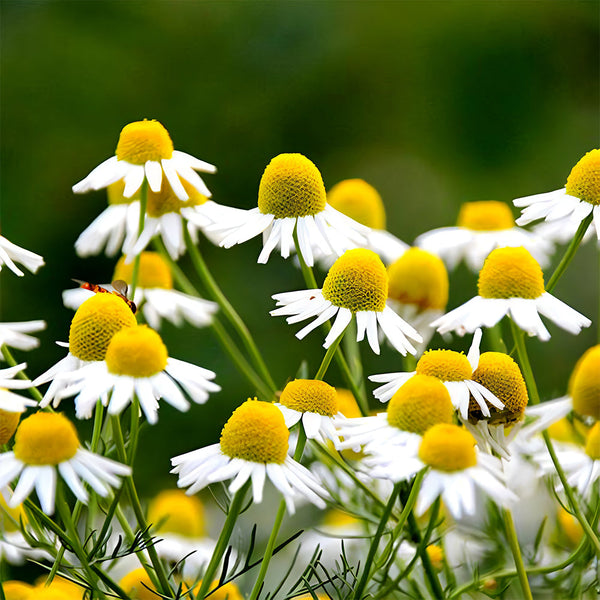 Hardy Chamomile Seeds with Invigorating Aroma - Thrives in Varied Soils