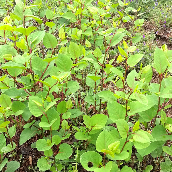 Reynoutria japonica Seeds