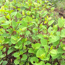 Reynoutria japonica Seeds