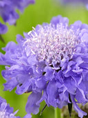 Scabiosa Atropurpurea 'Blue Cockade'