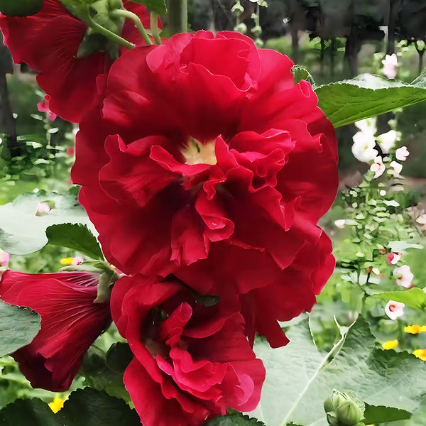 Alcea 'Nostalgia Red'