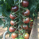 'Purple Pearl' Cherry Tomato Seeds