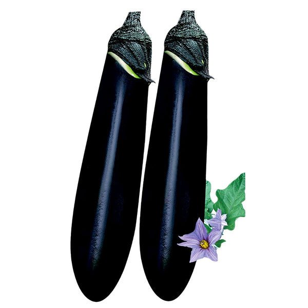 'Glossy Black' Long Eggplant Seeds