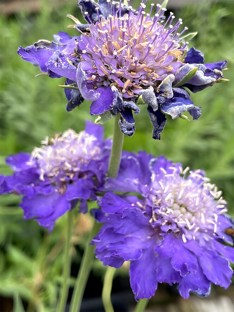 Scabiosa caucasica 'Fama Deep Blue'