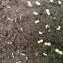 Dwarf Globe Amaranth Seeds