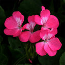 Geranium Seeds - Horizon Neon Rose Hybrid F1