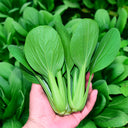 Jingyan Organic Pak Choi