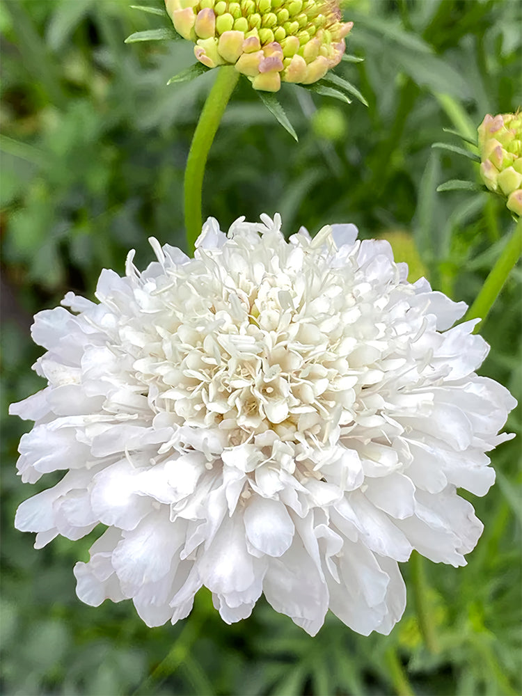 Scabiosa Atropurpurea, White