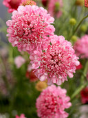 Scabiosa 'Salmon Pink'