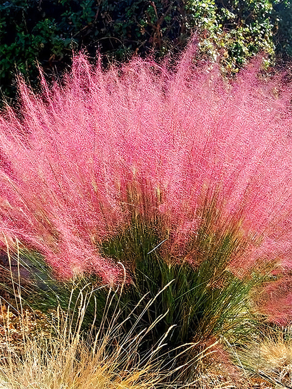 Pink Muhly Grass