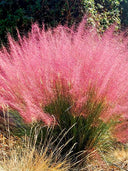 Pink Muhly Grass