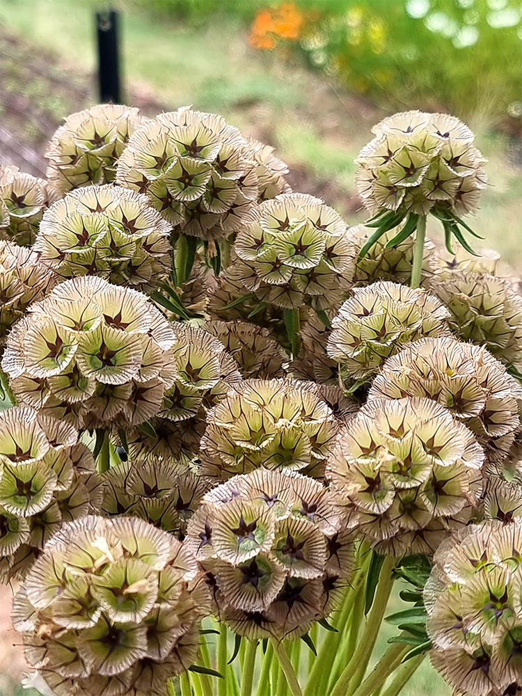 Scabiosa stellata