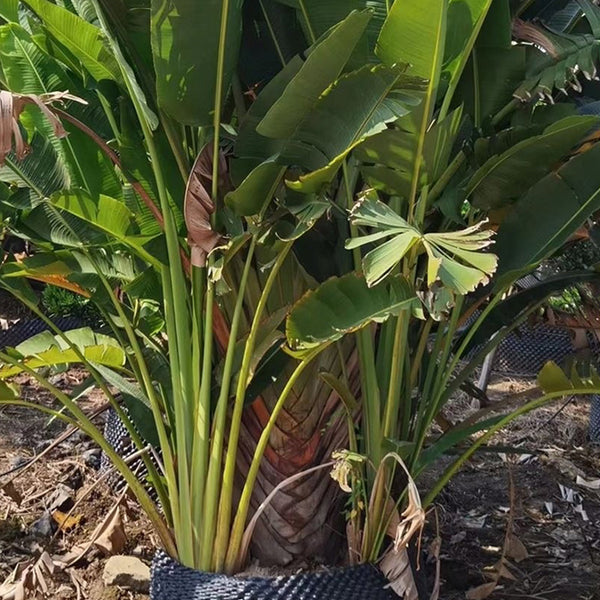 Traveller's Palm Seeds