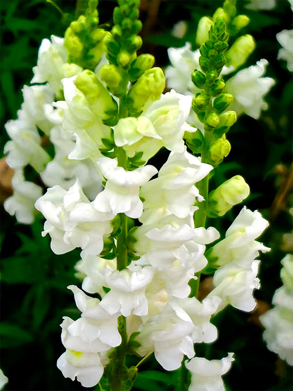 Tall Snapdragon, White