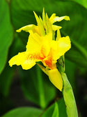 Canna Indica, Mixed