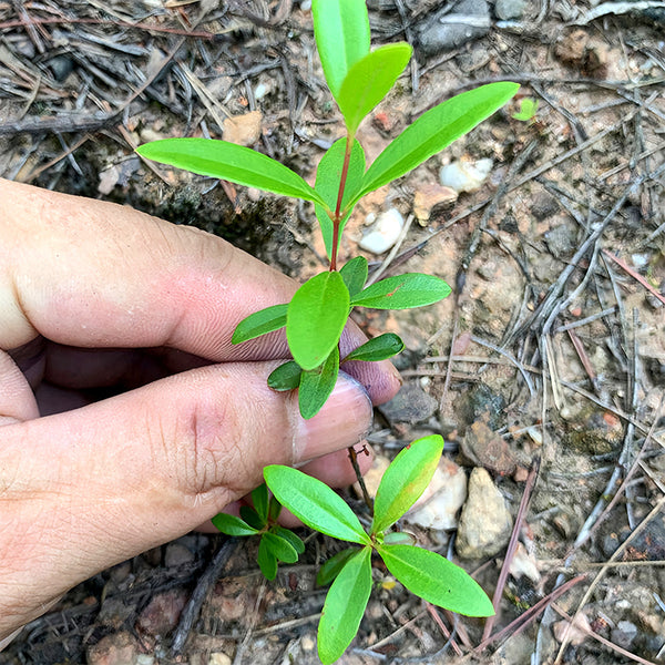 Rhodomyrtus Tomentosa