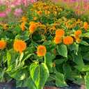 'Teddy Bear' Dwarf Sunflower Seeds