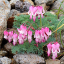 Dicentra peregrina Seeds - Lovely Pink Heart-shaped Blooms