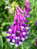 Hairy Vetch, Purple