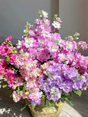 Dwarf Matthiola Incana, Mixed