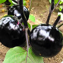 'Black Boss' Round Eggplant Seeds