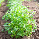 Jingyan Fast-growing Coriander