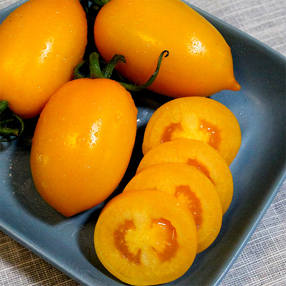 'Yellow Saint' Cherry Tomato