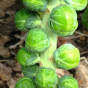 Jingyan Brussels Sprout Kale