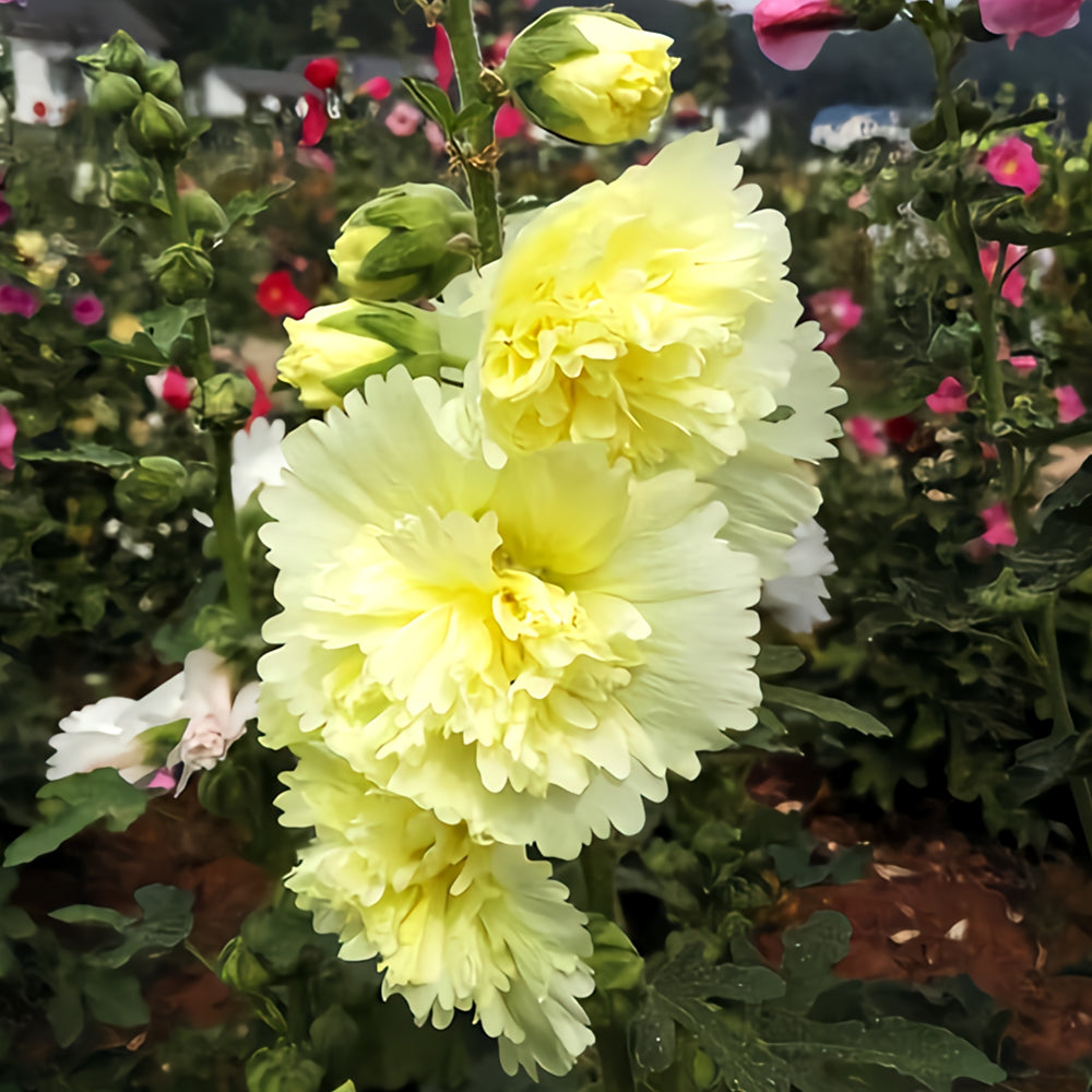 Alcea 'Junle Lemon'