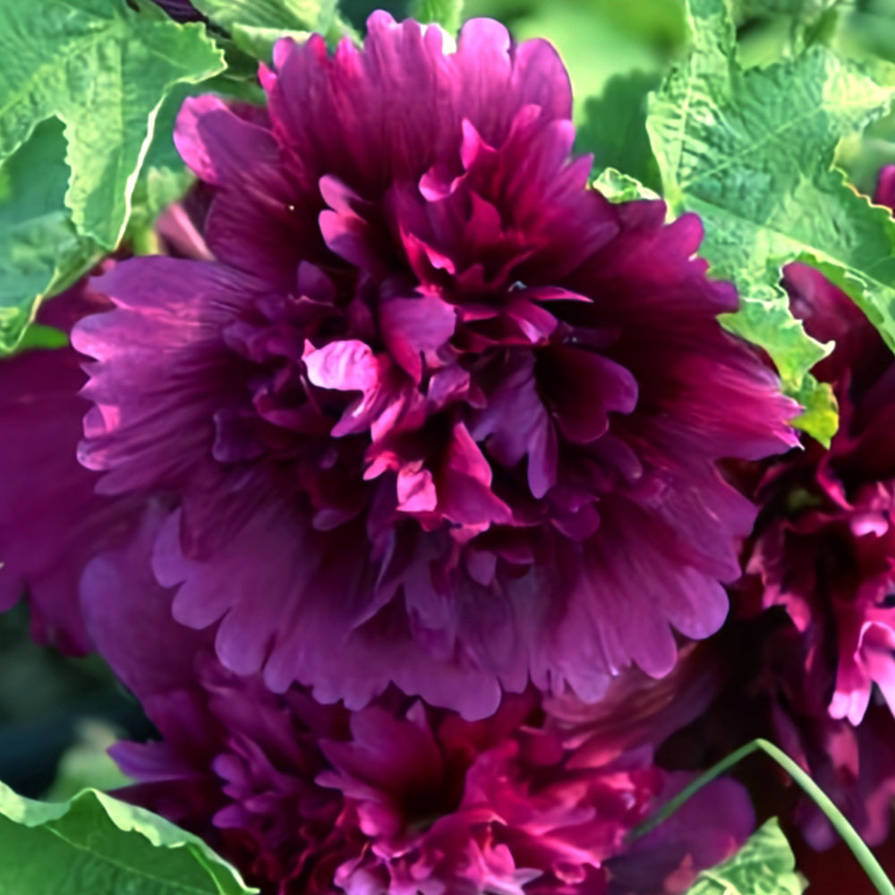 Alcea 'Queeny Purple'