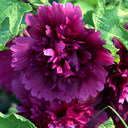 Alcea 'Queeny Purple'