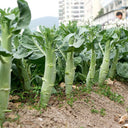 Jingyan Huge Stem Gai Lan