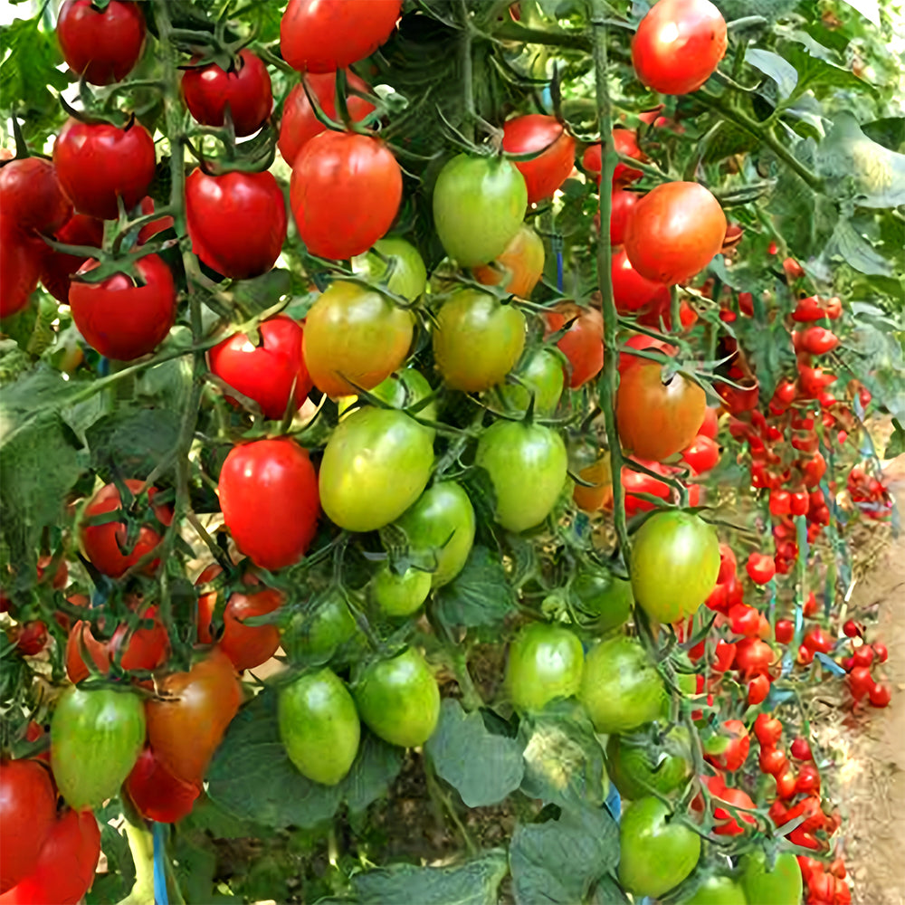 'Red Saint' Cherry Tomato