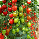 'Red Saint' Cherry Tomato