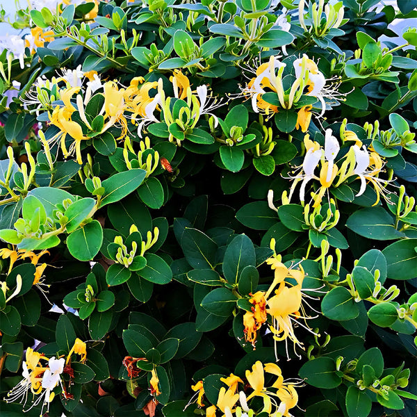honeysuckle seeds for planting Chinese Honeysuckle Seeds – SeedChoiceX