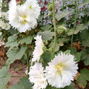 Alcea 'Chaste White'