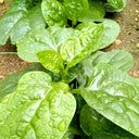 Basella alba Green Malabar spinach Seeds