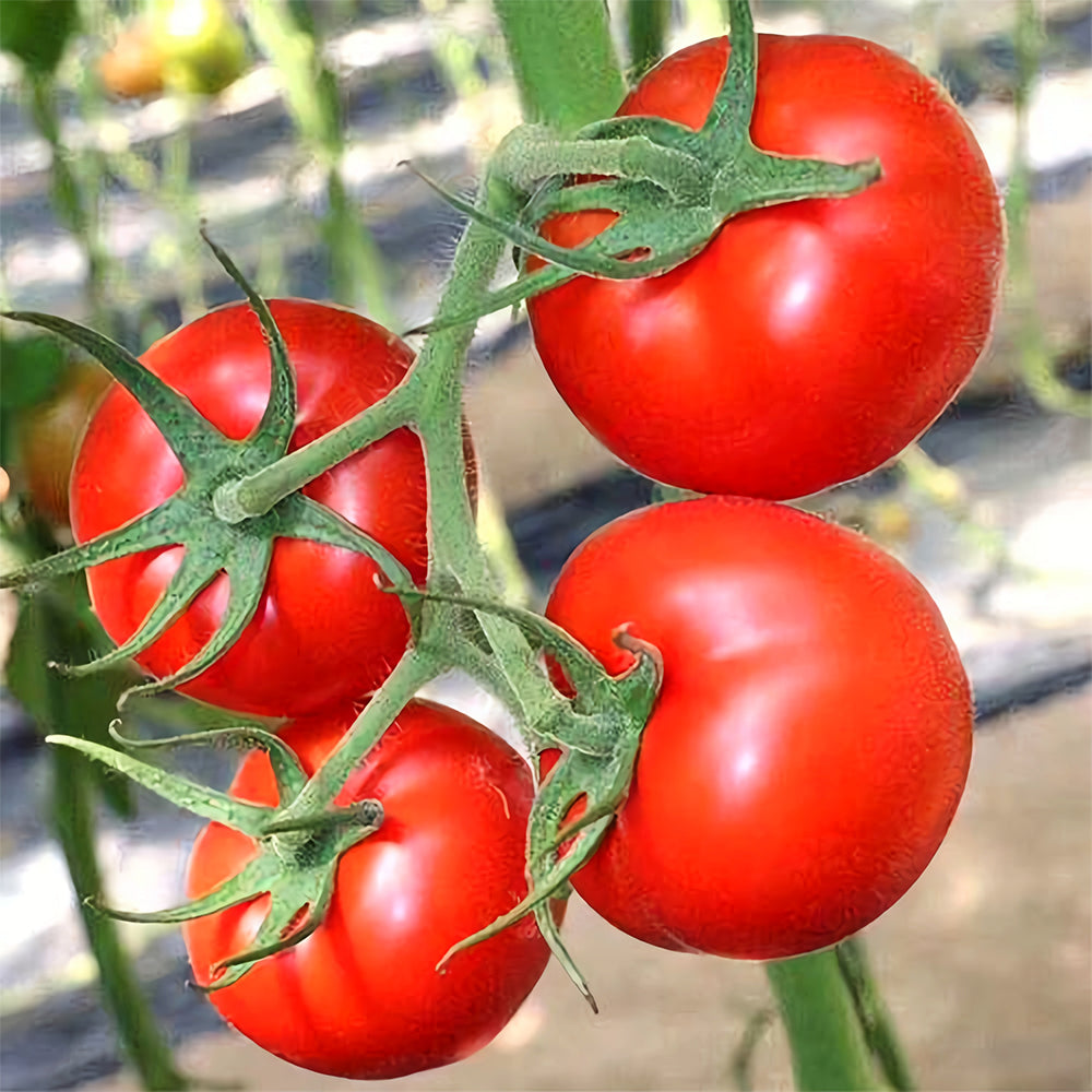 'China Veggies No.4' Tomato