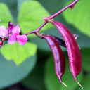 Fresh Purple-Red Hyacinth Bean