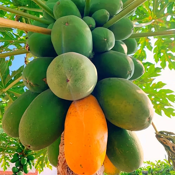 Red Fruit Wonder: Premium Organic Papaya Seeds