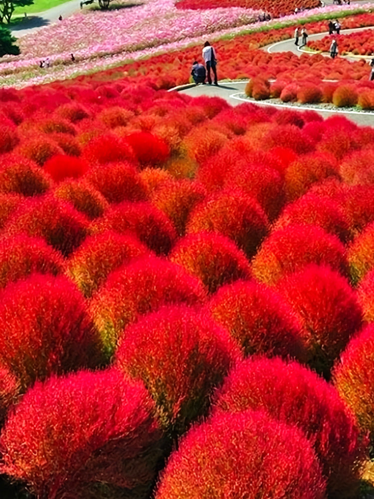 Kochia Scoparia, Red