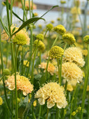 Scabiosa 'Fata Morgana'