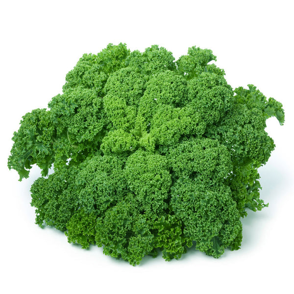 'Blue Ridge' Kale Seeds