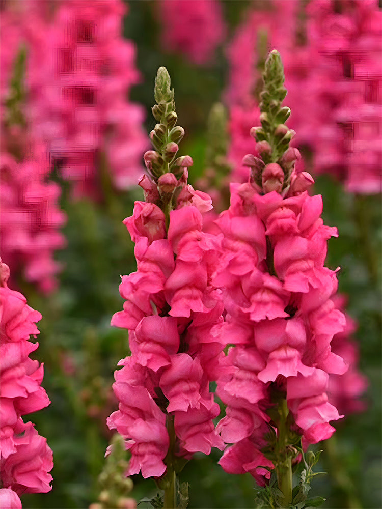 Tall Snapdragon, Pink