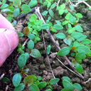 Reynoutria Multiflora Seeds