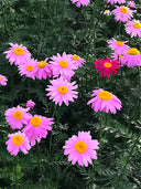Chrysanthemum, Robinson's Mix