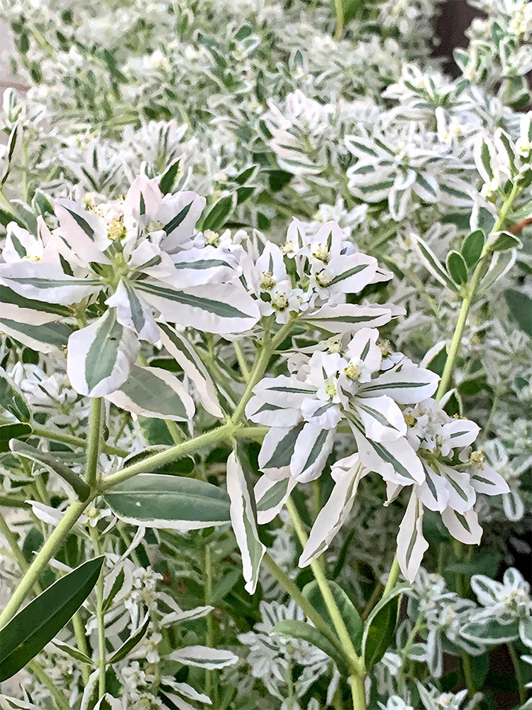 Snow-on-the-mountain