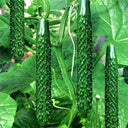 'Jinyan No.4' Thorny Green Cucumber